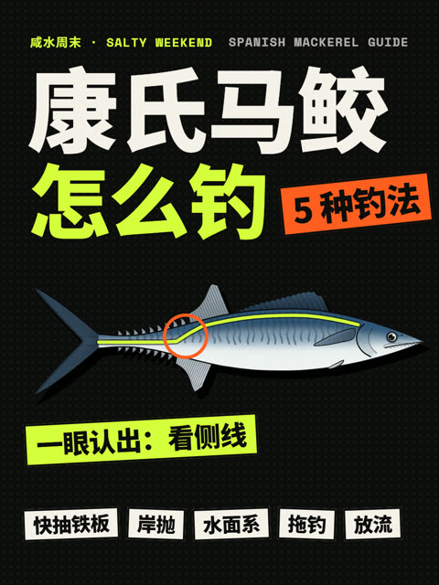 康氏马鲛怎么钓