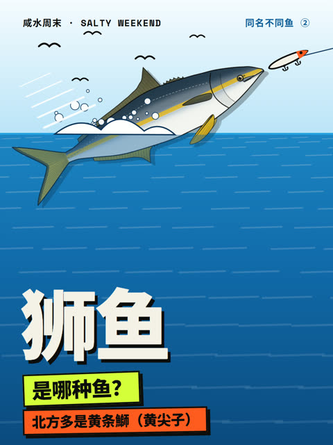 黄尖子还是炮弹？3 步分清鰤鱼